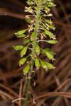 Green adder's-mouth orchid